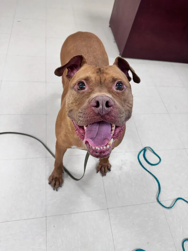 An adult large-sized female Red / Chestnut / Orange Pit Bull Terrier dog named Olivia for adoption in Clayton, NJ
