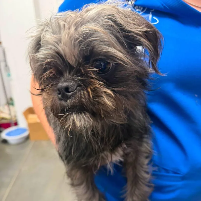 An adult small-sized female Gray / Blue / Silver Mixed Breed dog named Leslie for adoption in Dickinson, TX