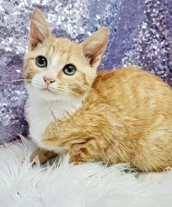 A baby small-sized male White Tabby cat named Gandalf  Your life for adoption in Bedford Hills, NY