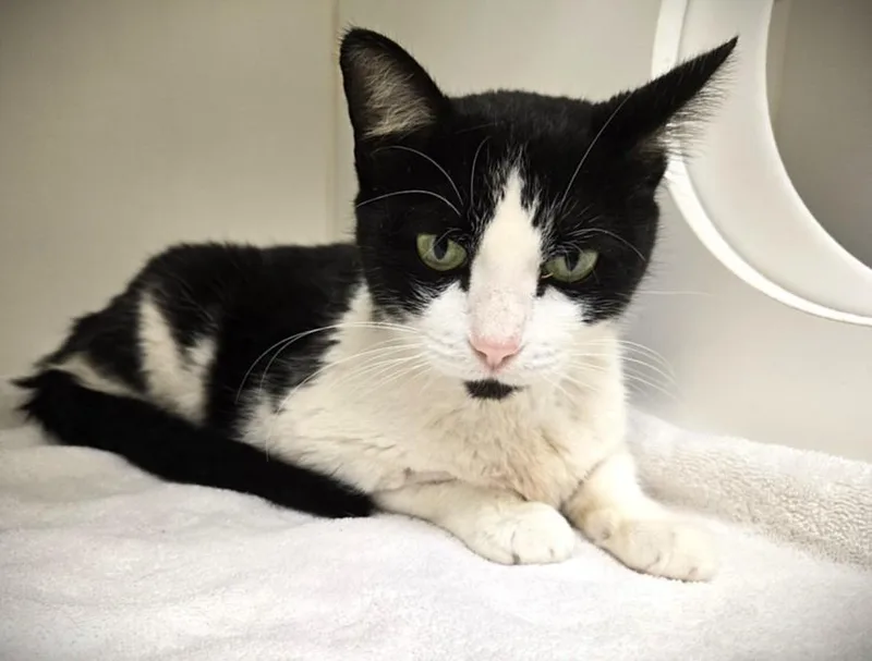 A young medium-sized female Domestic Short Hair cat named Penelope for adoption in Texas City, TX