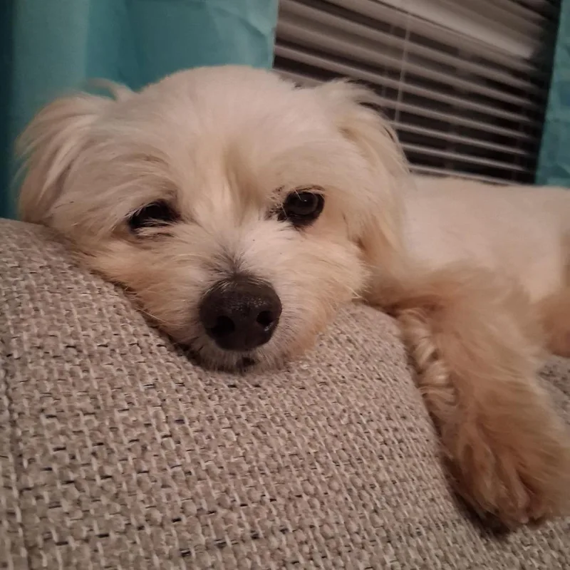 An adult small-sized male White / Cream Maltese dog named Elmer for adoption in Wake Forest, NC