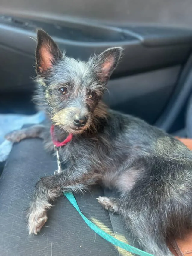 Wolfie + Jake | thumbnail 2