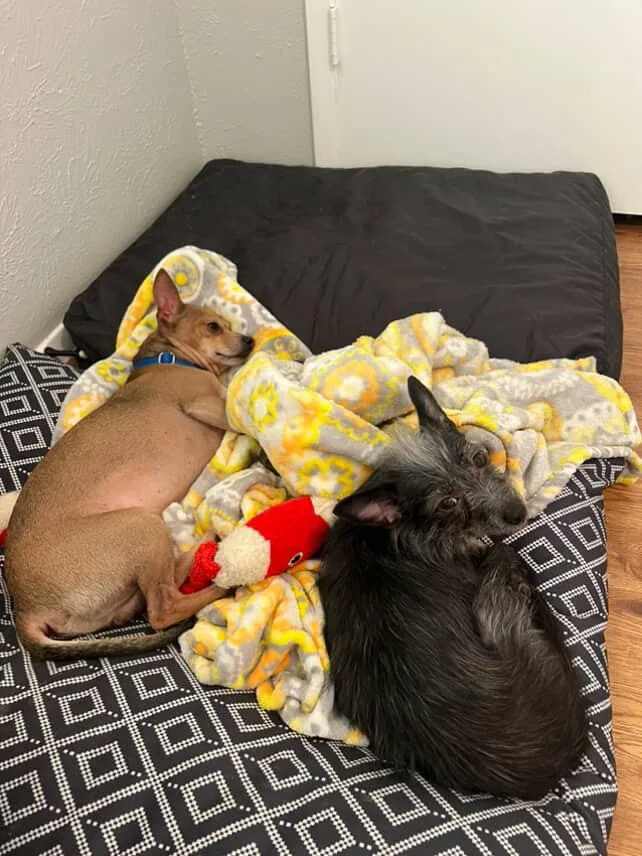 Wolfie + Jake | thumbnail 3