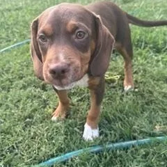 A baby medium-sized female Brown / Chocolate Beagle dog named Caramel Sundae for adoption in Springfield, MO
