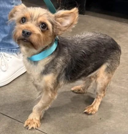An adult small-sized male Yorkshire Terrier dog named Tin Tin for adoption in Chatsworth, CA