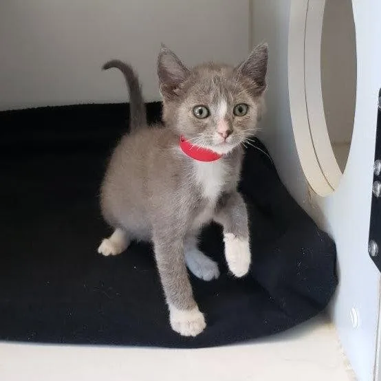 A baby small-sized male Brown / Chocolate Domestic Short Hair cat named Milo for adoption in Oakland, CA