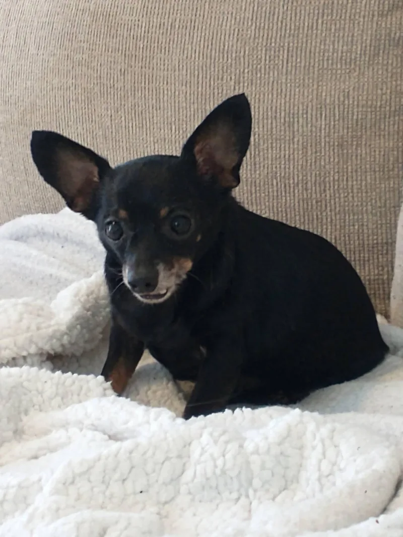Baby Boy