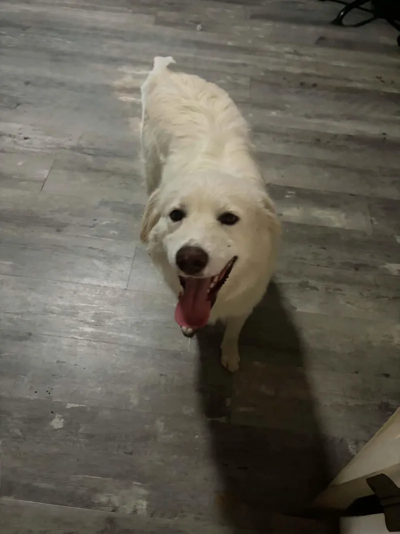 A young large-sized male Great Pyrenees dog named Thunder for adoption in Croydon, NH