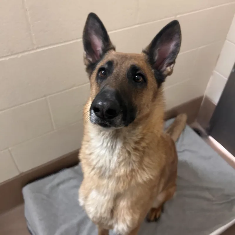 An adult large-sized female Yellow / Tan / Blond / Fawn Belgian Shepherd / Malinois dog named Pookie for adoption in Reno, NV