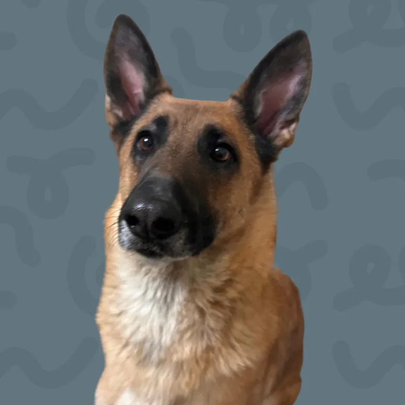 Pookie thumbnail 2
