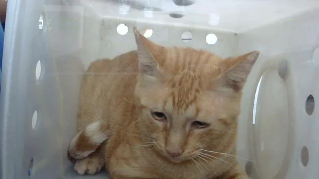 A young medium-sized male Domestic Medium Hair cat named Garfield for adoption in Dallas, TX