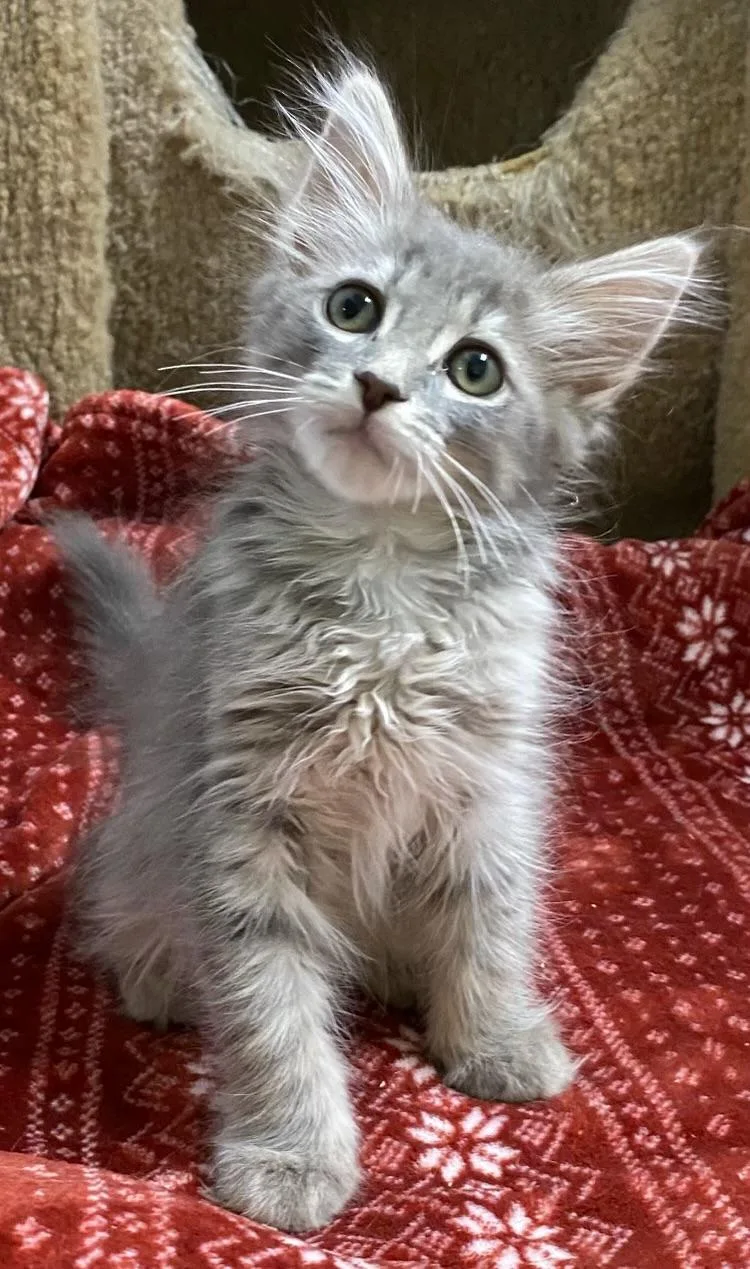A baby medium-sized female Tabby (Gray / Blue / Silver) Domestic Medium Hair cat named Goku for adoption in Los Angeles, CA