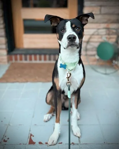 An adult small-sized male Mixed Breed dog named Peanut for adoption in Atlanta, GA