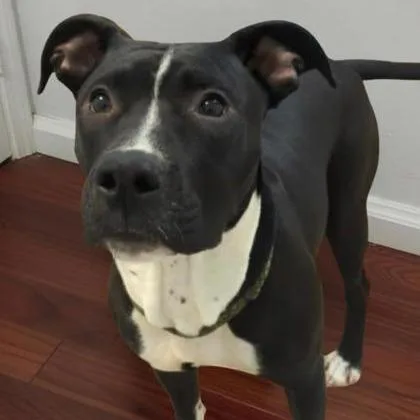 A young medium-sized male Black Mixed Breed dog named Omlette for adoption in Ashtabula, OH