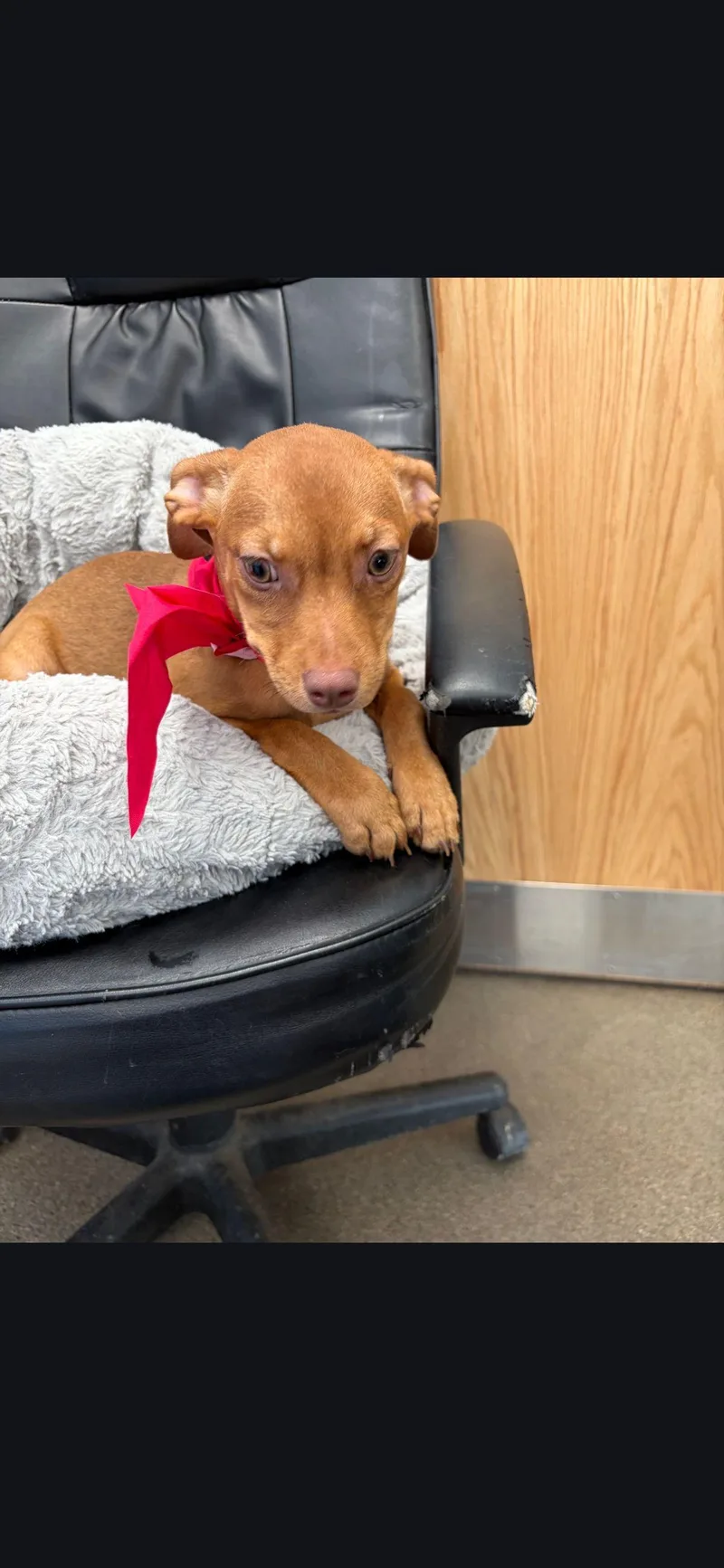 Confettihaley thumbnail 2