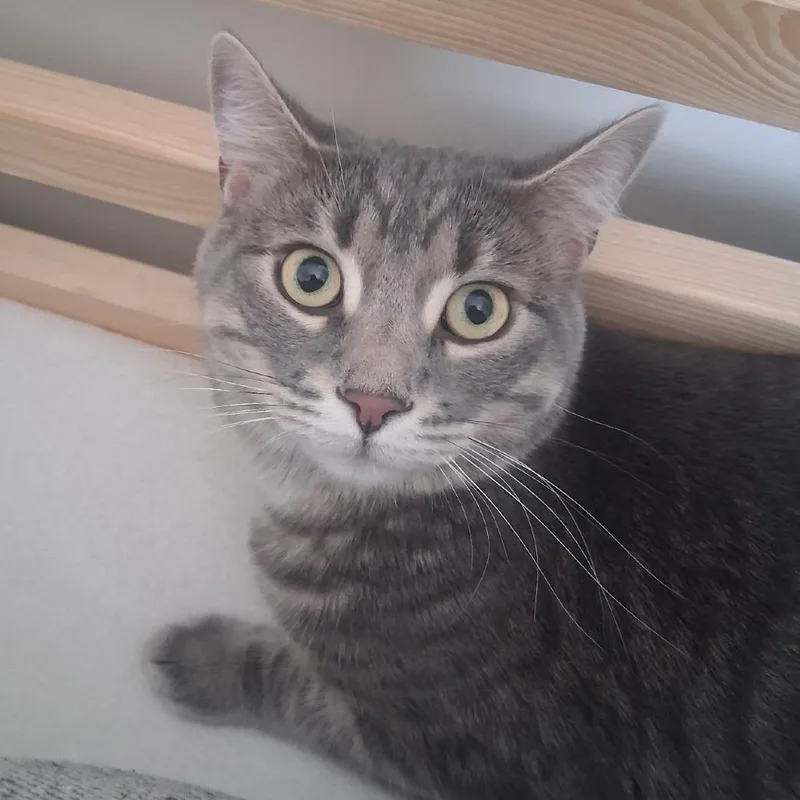 An adult small-sized male Gray / Blue / Silver Domestic Short Hair cat named Spyder for adoption in Layton, UT