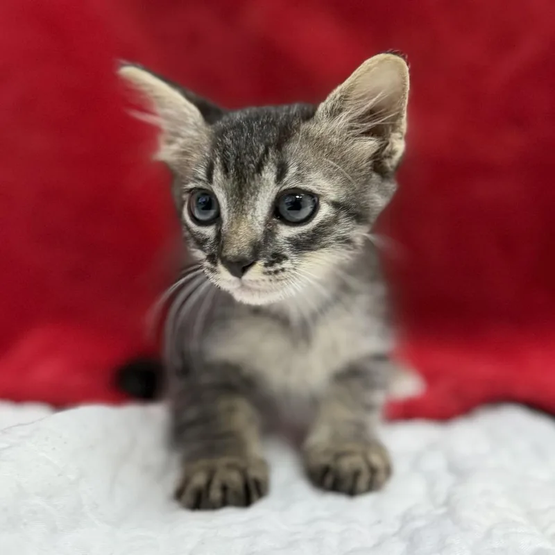 A baby small-sized female Brown / Chocolate Domestic Medium Hair cat named Belladonna for adoption in Bullhead City, AZ