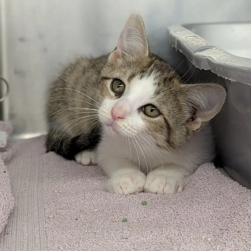 A baby medium-sized male Tabby (Buff / Tan / Fawn) Domestic Short Hair cat named Rhysand for adoption in Cape Girardeau, MO