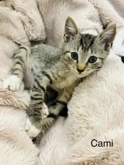 A baby small-sized male Domestic Short Hair cat named Camry for adoption in Gainesville, FL
