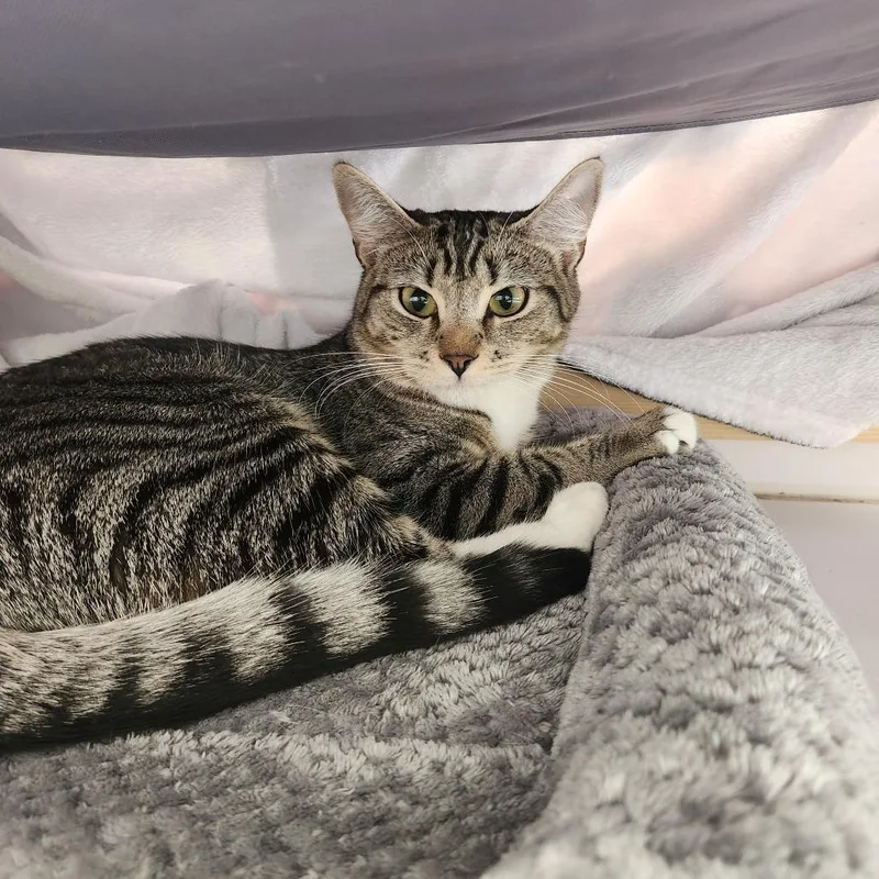 An adult small-sized female Brown / Chocolate Domestic Short Hair cat named Luna for adoption in Brockton, MA