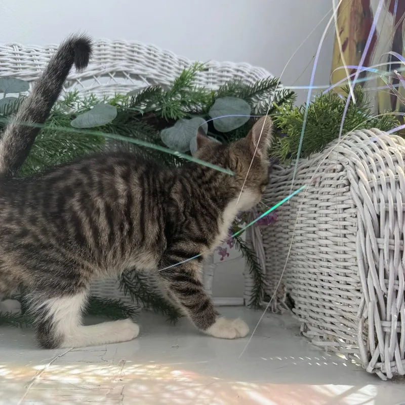 A baby small-sized male Brown / Chocolate Domestic Short Hair cat named Pepper Klark for adoption in Eaton Rapids, MI