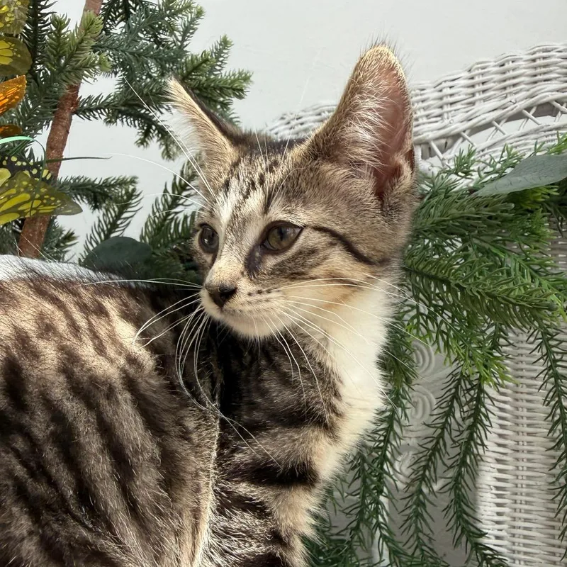 Pepper Klark thumbnail 2