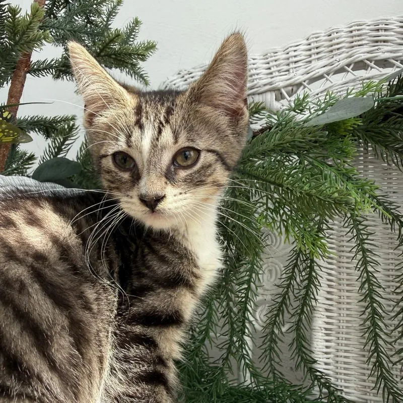 Pepper Klark thumbnail 3