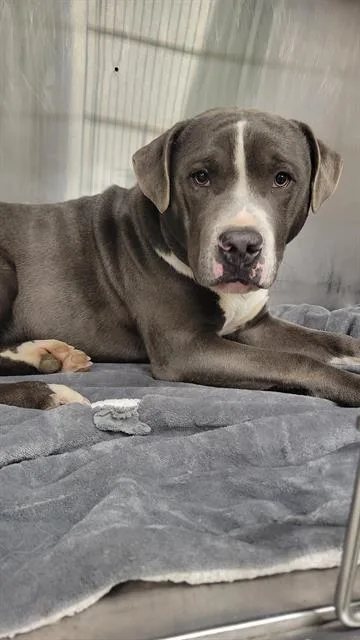 A young medium-sized male Pit Bull Terrier dog named Dunkin for adoption in Indianapolis, IN