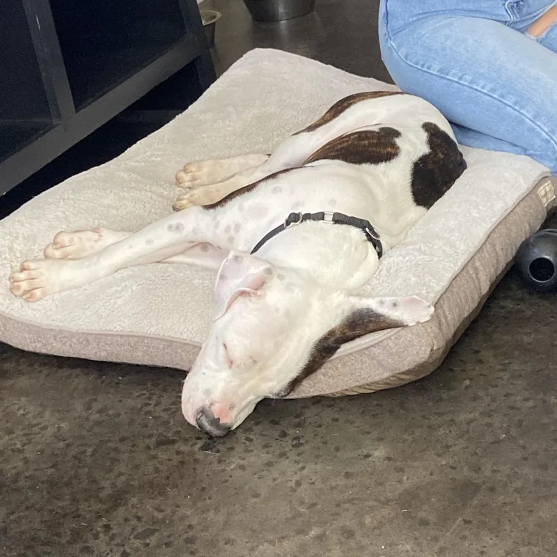 An adult medium-sized male White / Cream Pit Bull Terrier dog named Toby for adoption in Harrisonburg, VA