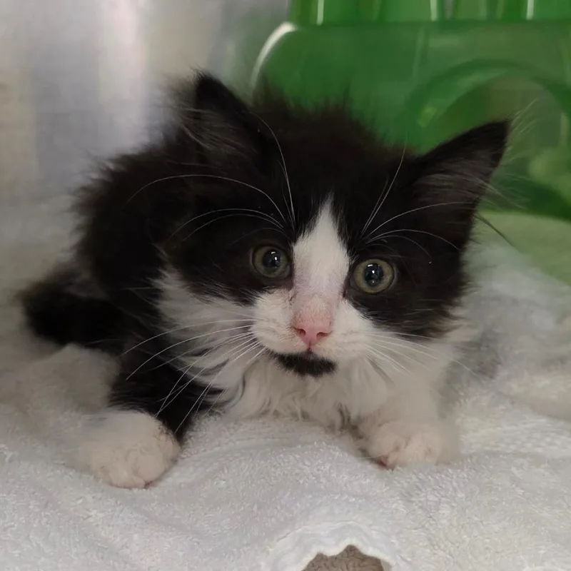 A baby small-sized female Black Domestic Long Hair cat named Sparkler for adoption in Concord, NC