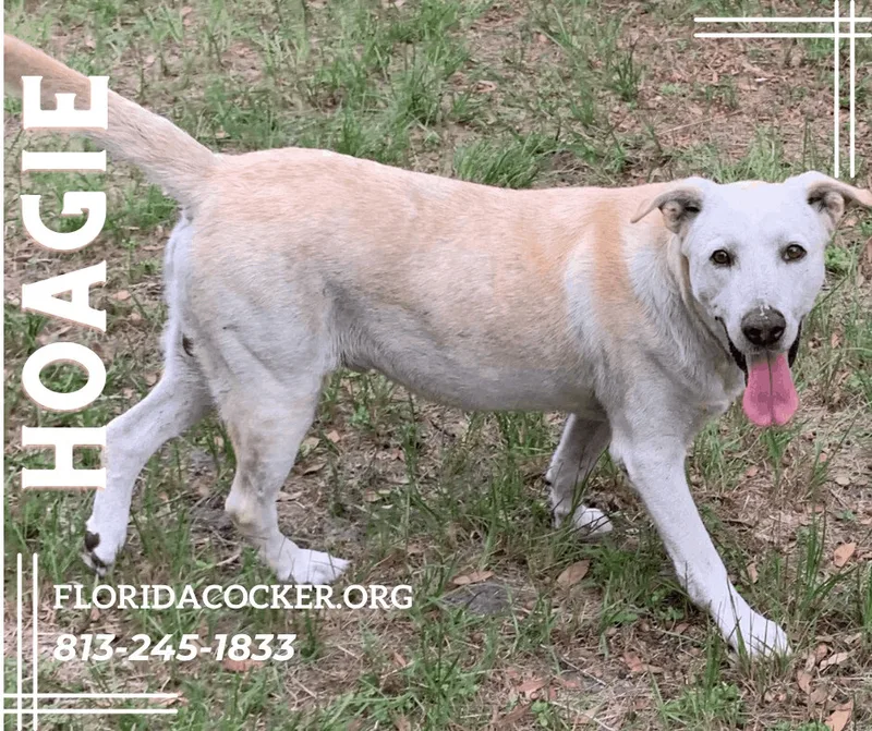 An adult medium-sized male Yellow Labrador Retriever dog named Hoagie for adoption in Land O Lakes, FL
