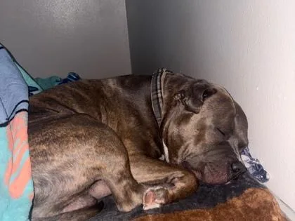An adult medium-sized male Gray / Blue / Silver Pit Bull Terrier dog named Max for adoption in El Paso, TX