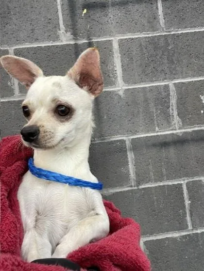 A baby small-sized male Chihuahua dog named 61776154 for adoption in El Paso, TX