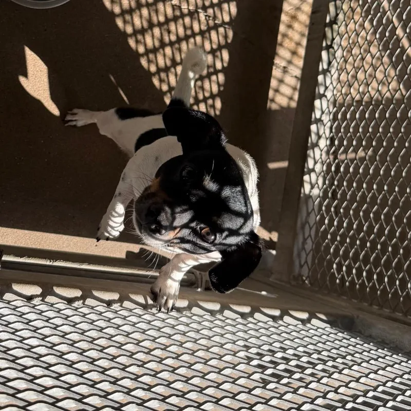 A young small-sized male Black Mixed Breed dog named Salami for adoption in Lake Jackson, TX