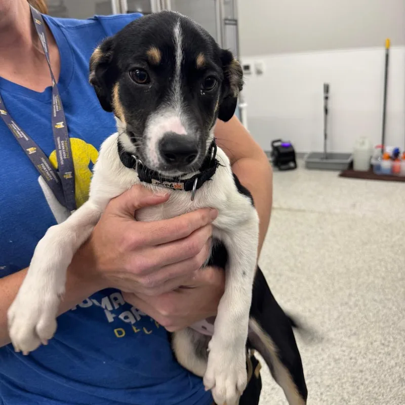 A baby small-sized female Black Terrier dog named Happy for adoption in Wilmington, DE