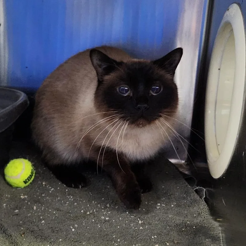 An adult medium-sized male Cream / Ivory Domestic Short Hair cat named Bandit for adoption in Grand Rapids, MI
