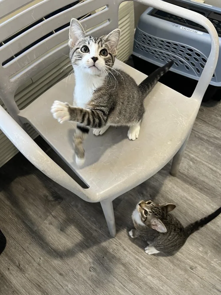 Tabby Boy  Months thumbnail 4