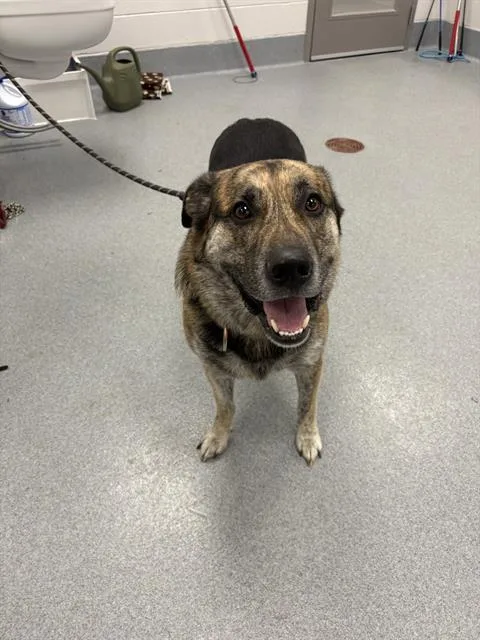 An adult large-sized male German Shepherd Dog dog named Bug for adoption in Indianapolis, IN