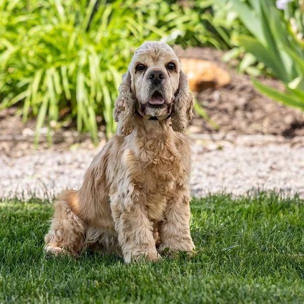A senior small-sized male Yellow / Tan / Blond / Fawn Cocker Spaniel dog named Silver for adoption in Council Bluffs, IA
