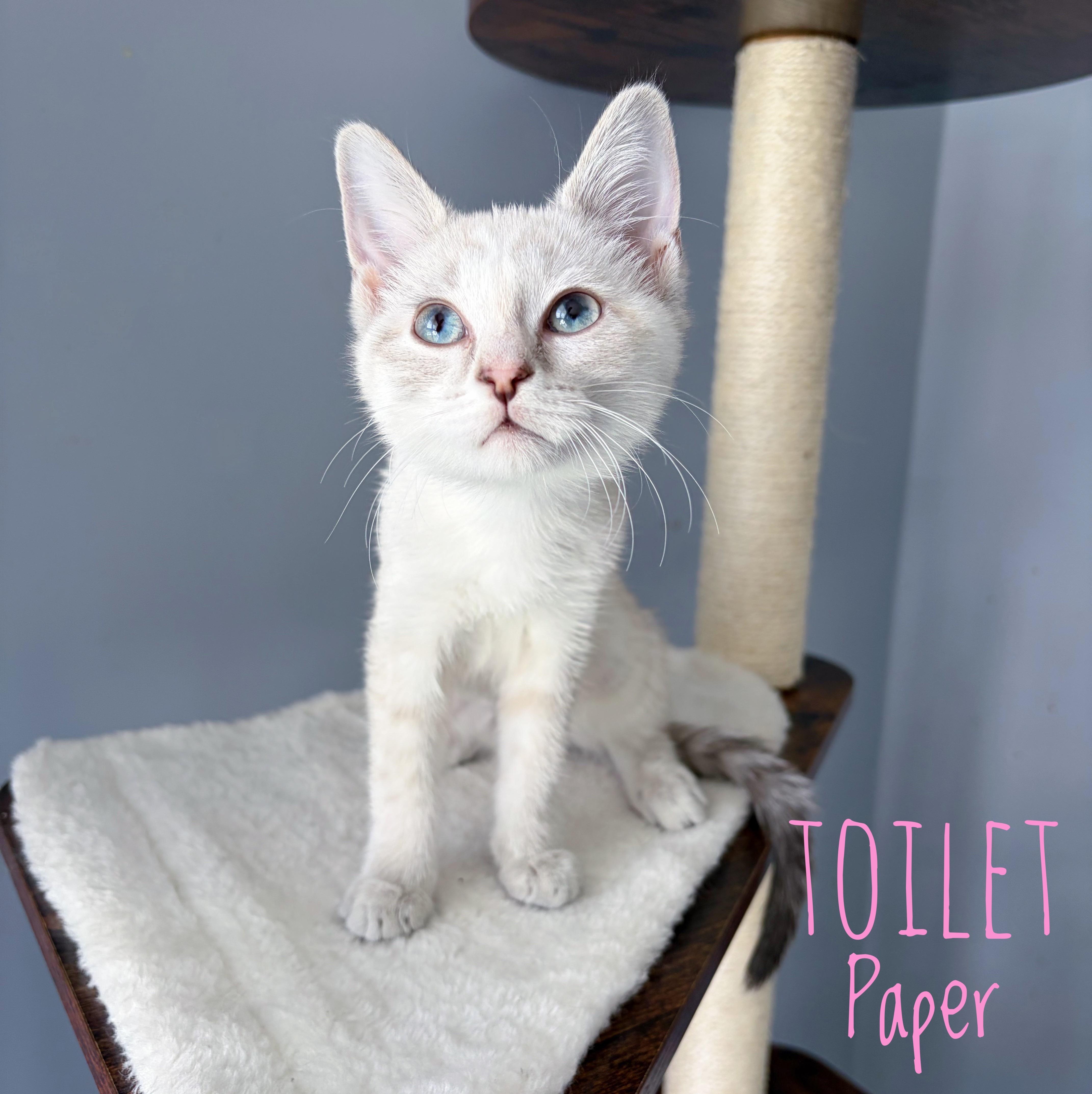 A baby medium-sized female White Domestic Short Hair cat named Toilet Paper for adoption in Bethel, OH