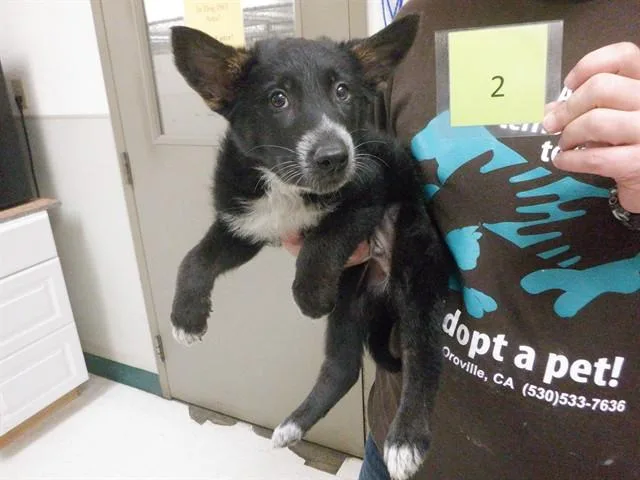 A baby small-sized male Belgian Shepherd / Malinois dog named Justin for adoption in Oroville, CA