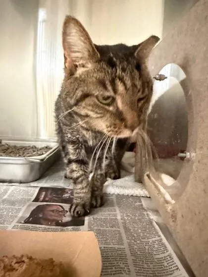 An adult medium-sized female Domestic Medium Hair cat named Osita for adoption in Fairfax, VA