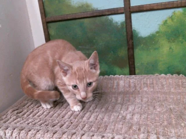 A baby small-sized male Domestic Short Hair cat named Reese for adoption in Houston, TX