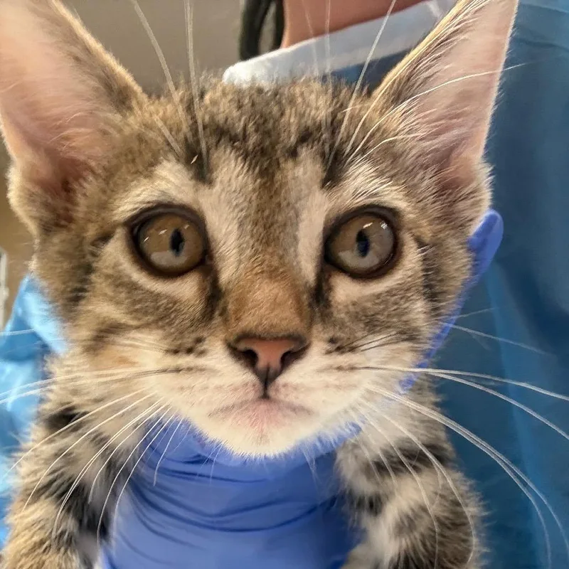 A baby small-sized male Brown / Chocolate Domestic Short Hair cat named Earl Butler Campus for adoption in Flagstaff, AZ