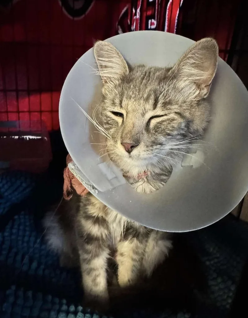 A young medium-sized female Tabby (Gray / Blue / Silver) Domestic Short Hair cat named Rocket for adoption in Murrieta, CA
