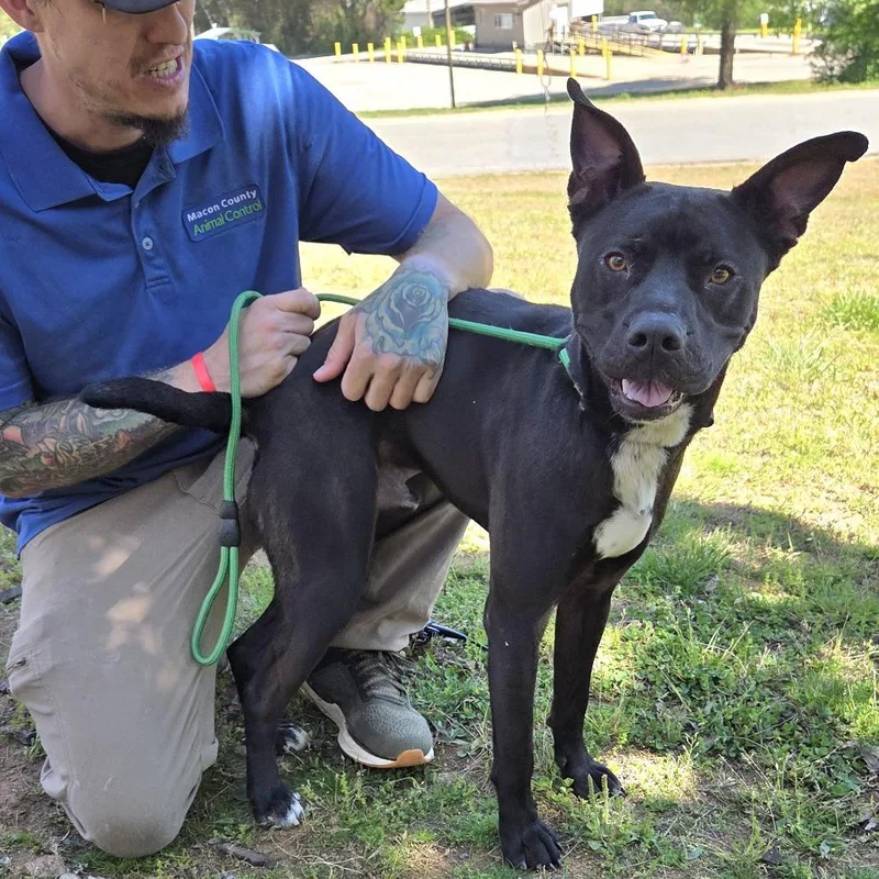 A young medium-sized male Black Retriever dog named Makas for adoption in Franklin, NC