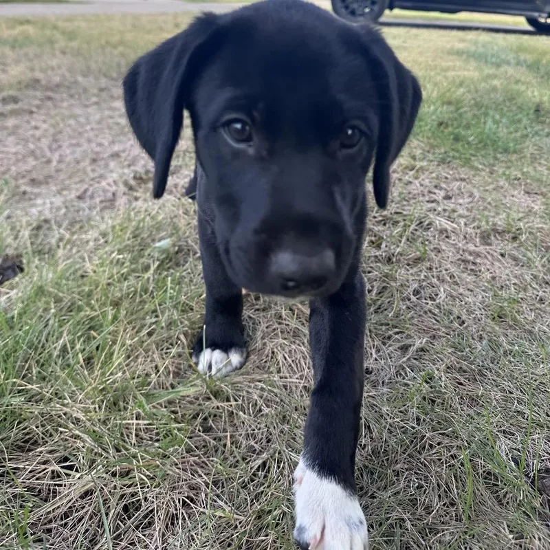 A baby medium-sized male Black Labrador Retriever dog named Randall for adoption in Goodlettsville, TN