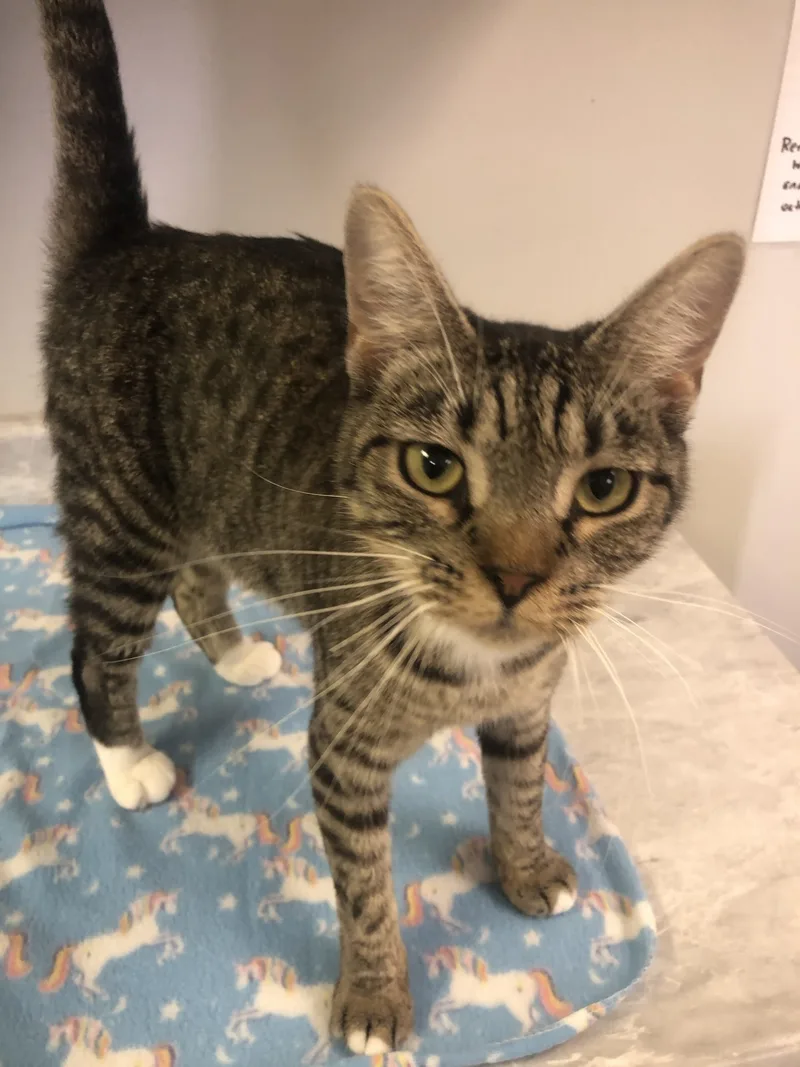 A young medium-sized female Tabby (Gray / Blue / Silver) Domestic Short Hair cat named Cat Benatar for adoption in Jacksonville, NC