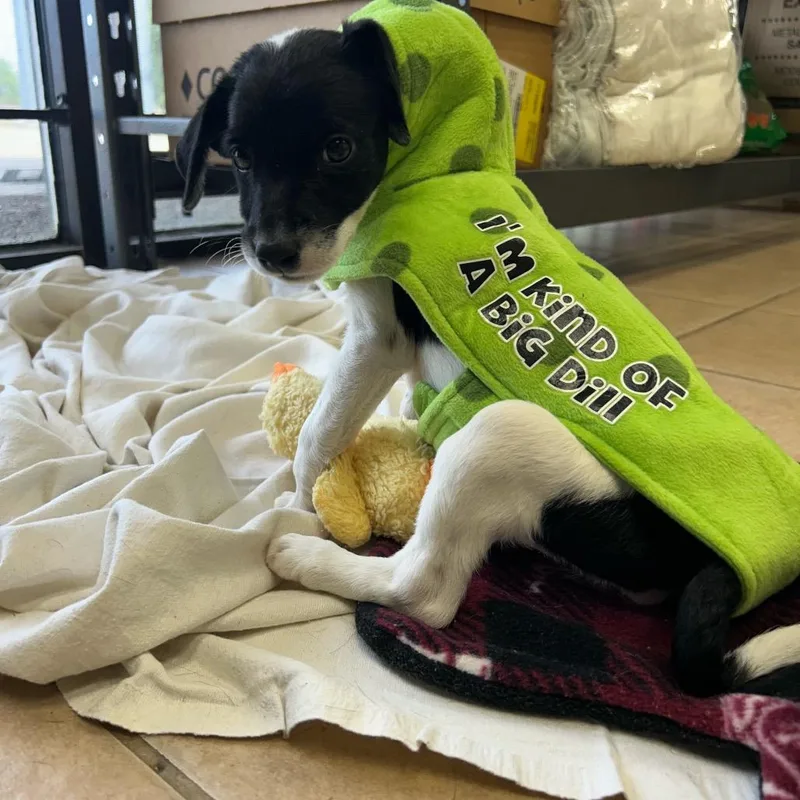 A baby small-sized female Black Mixed Breed dog named Maeve for adoption in Bryan, TX