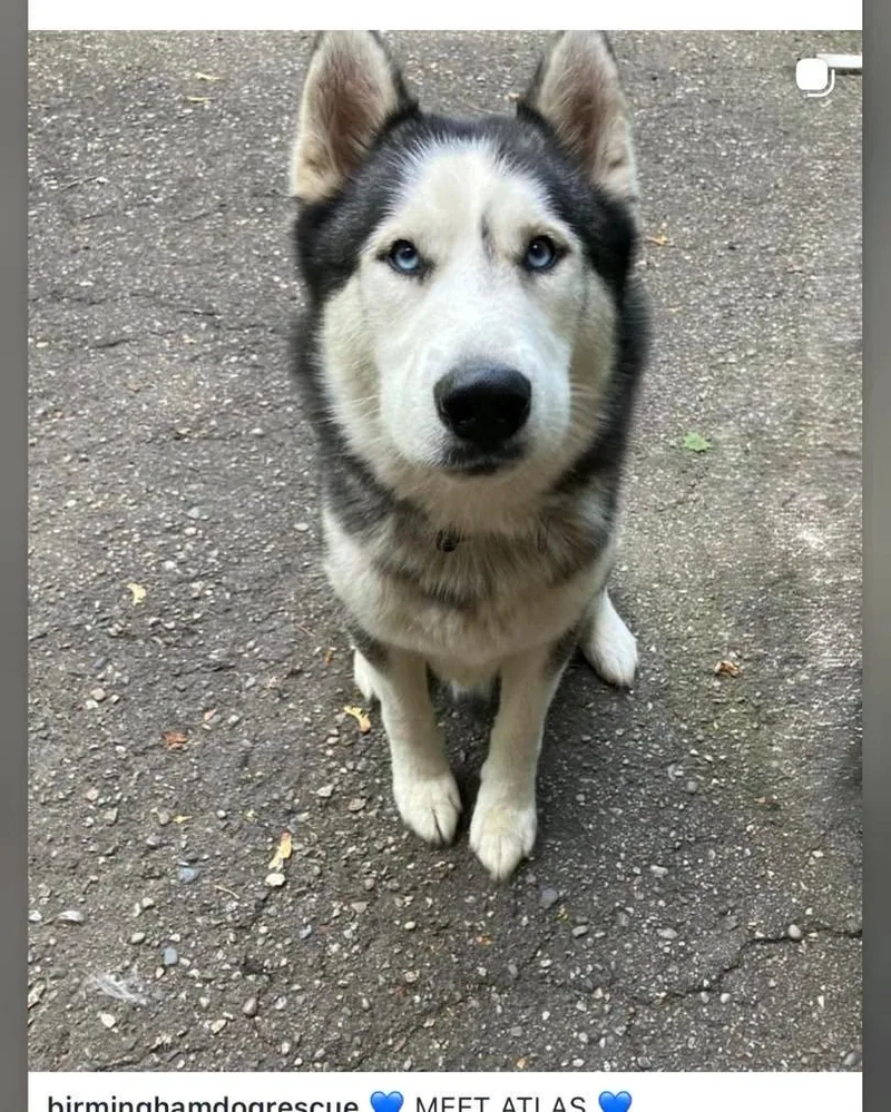 An adult large-sized male Husky dog named Atlas for adoption in Bloomfield Hills, MI